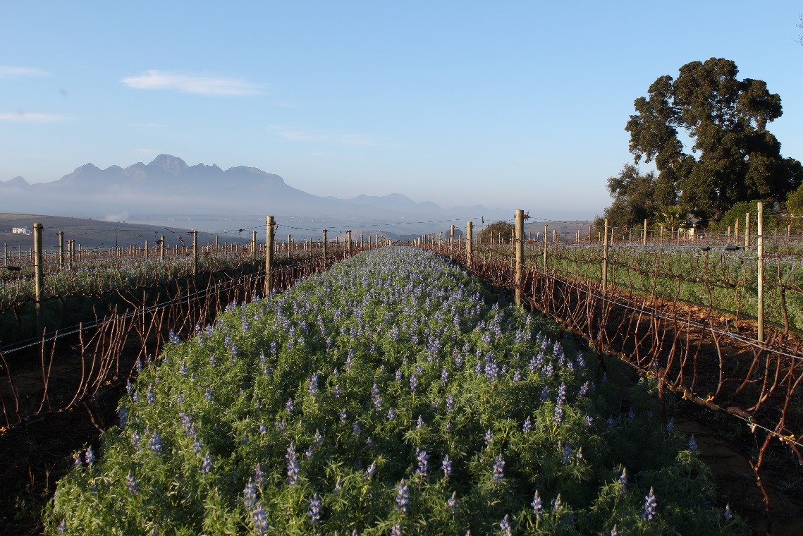 Cover Crop Lupins
