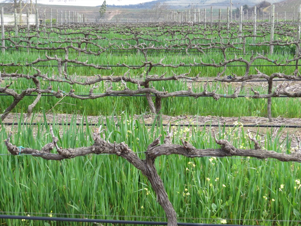 Pruning - Ready for Spring