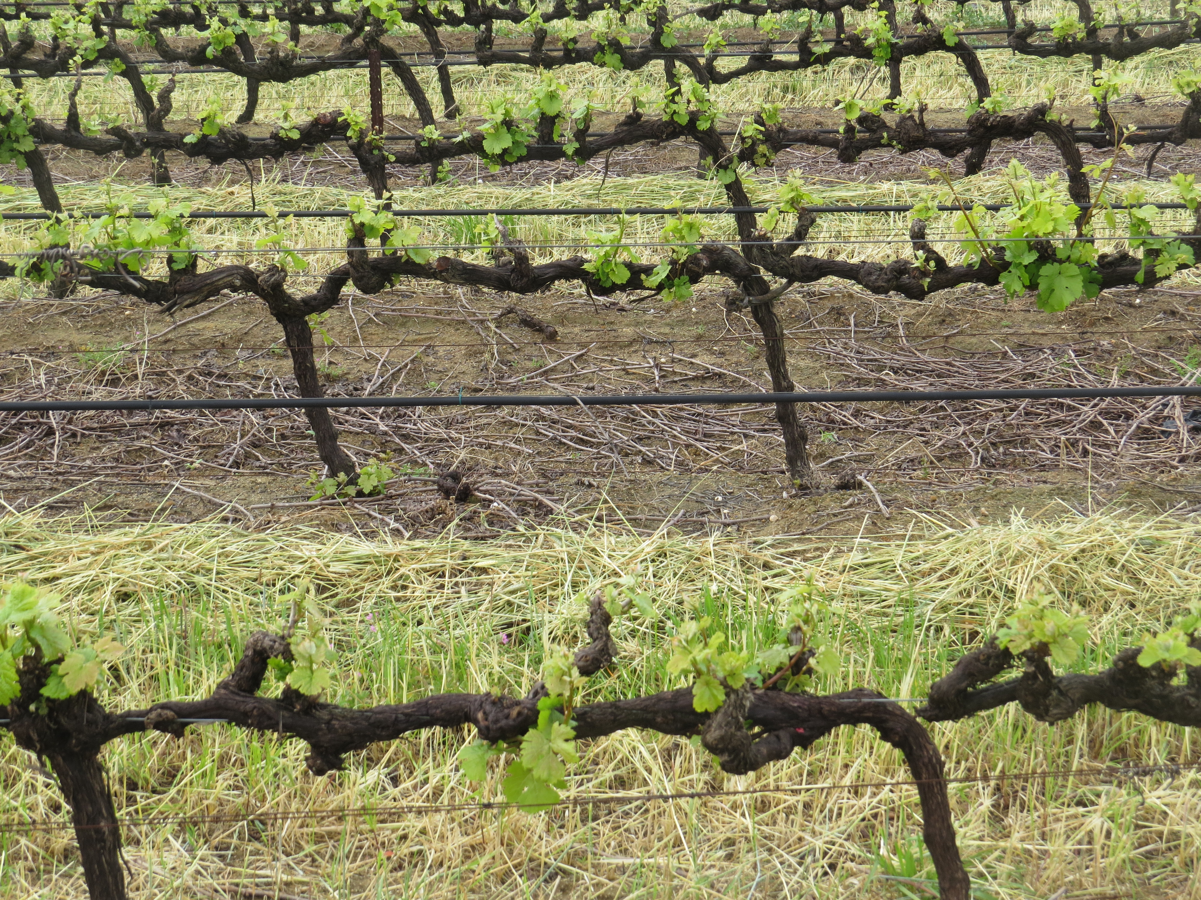 Bud Birst 2016-09-16 12.26.47