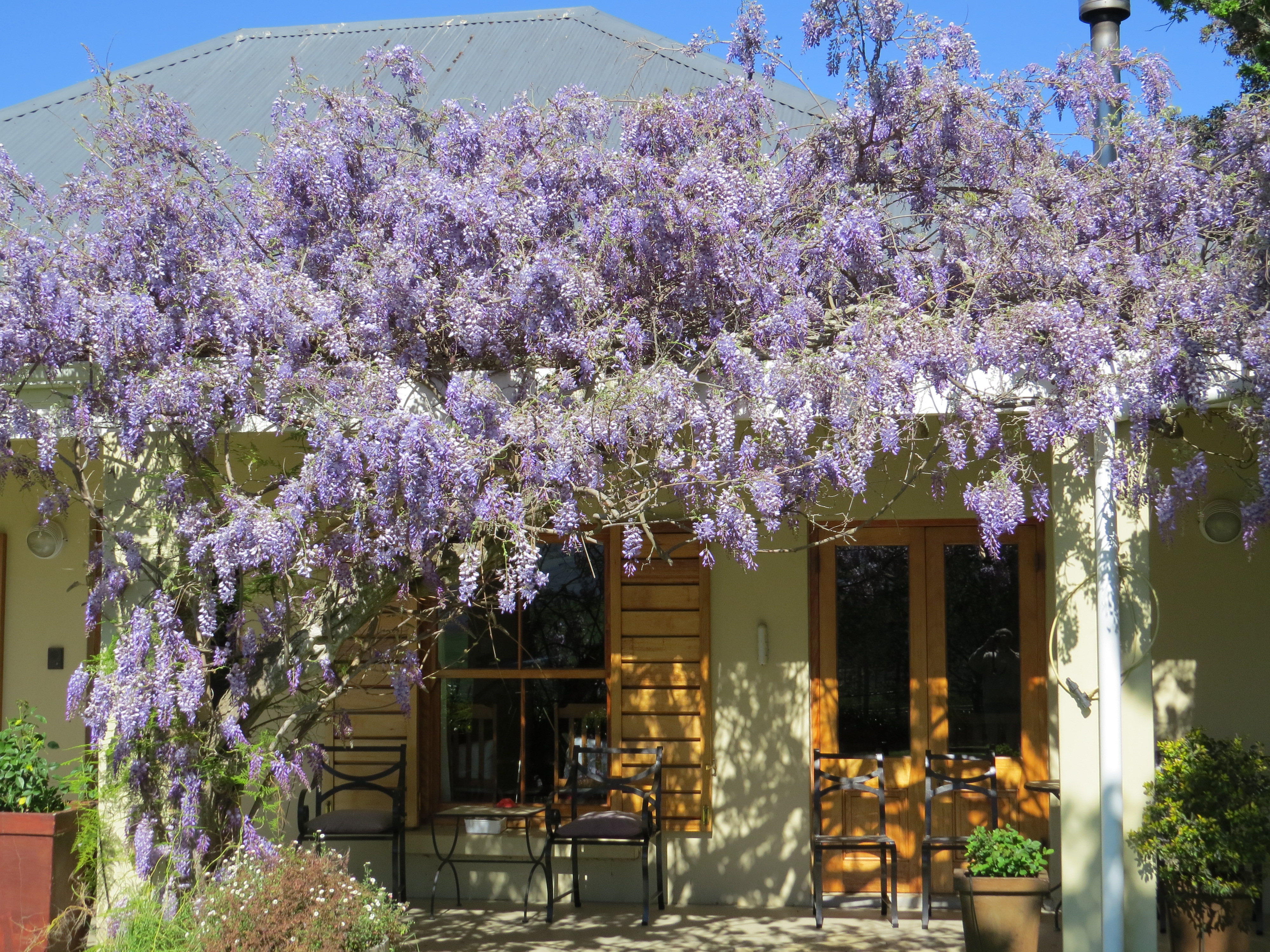 Wisteria 2017-09-17 10.26.25