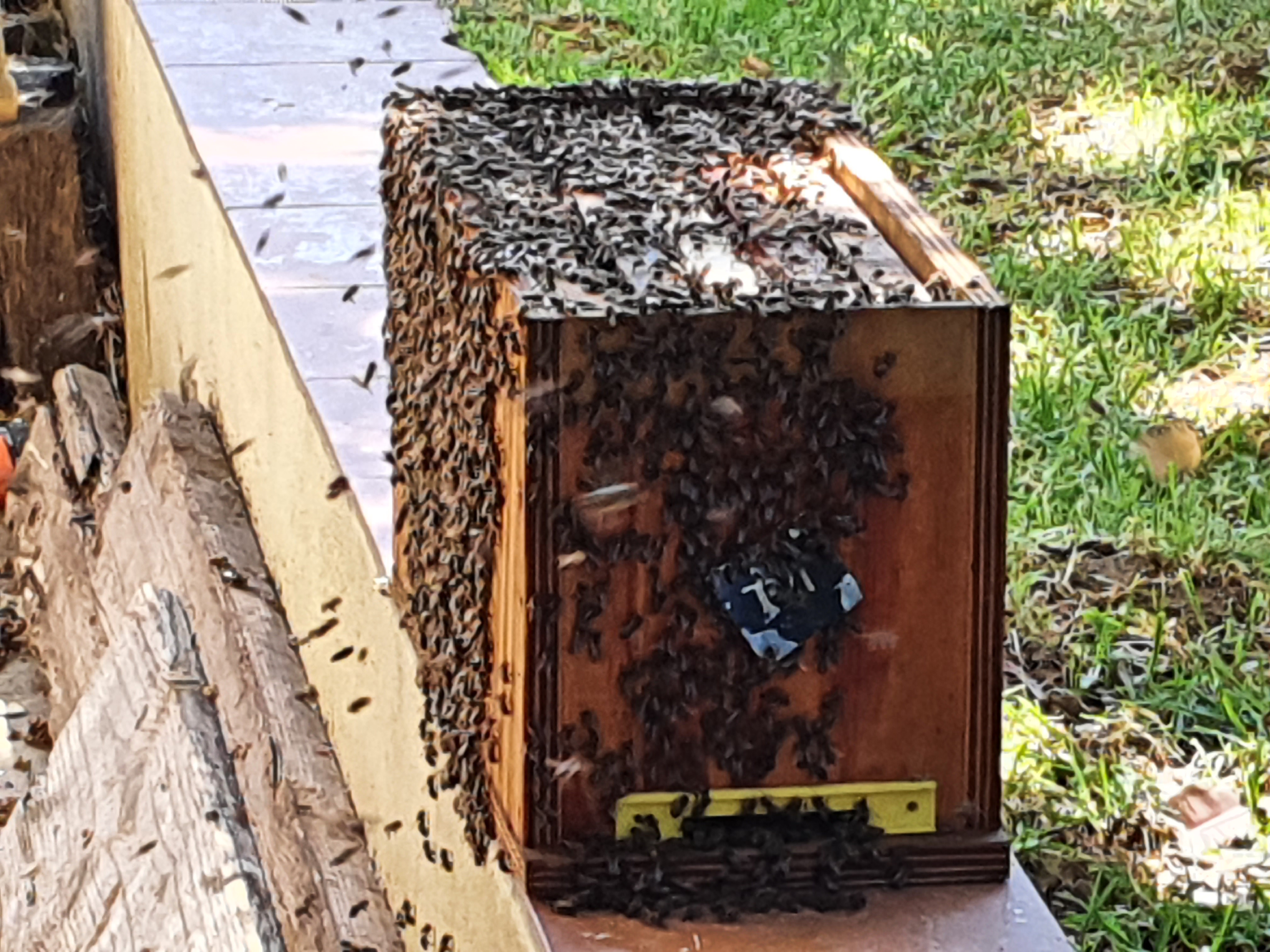 Relocation of a Swarm of Bees – The Hills Wine